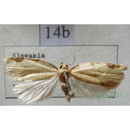 Paramesia gnomana (Clerck, 1759) Slovakia14b